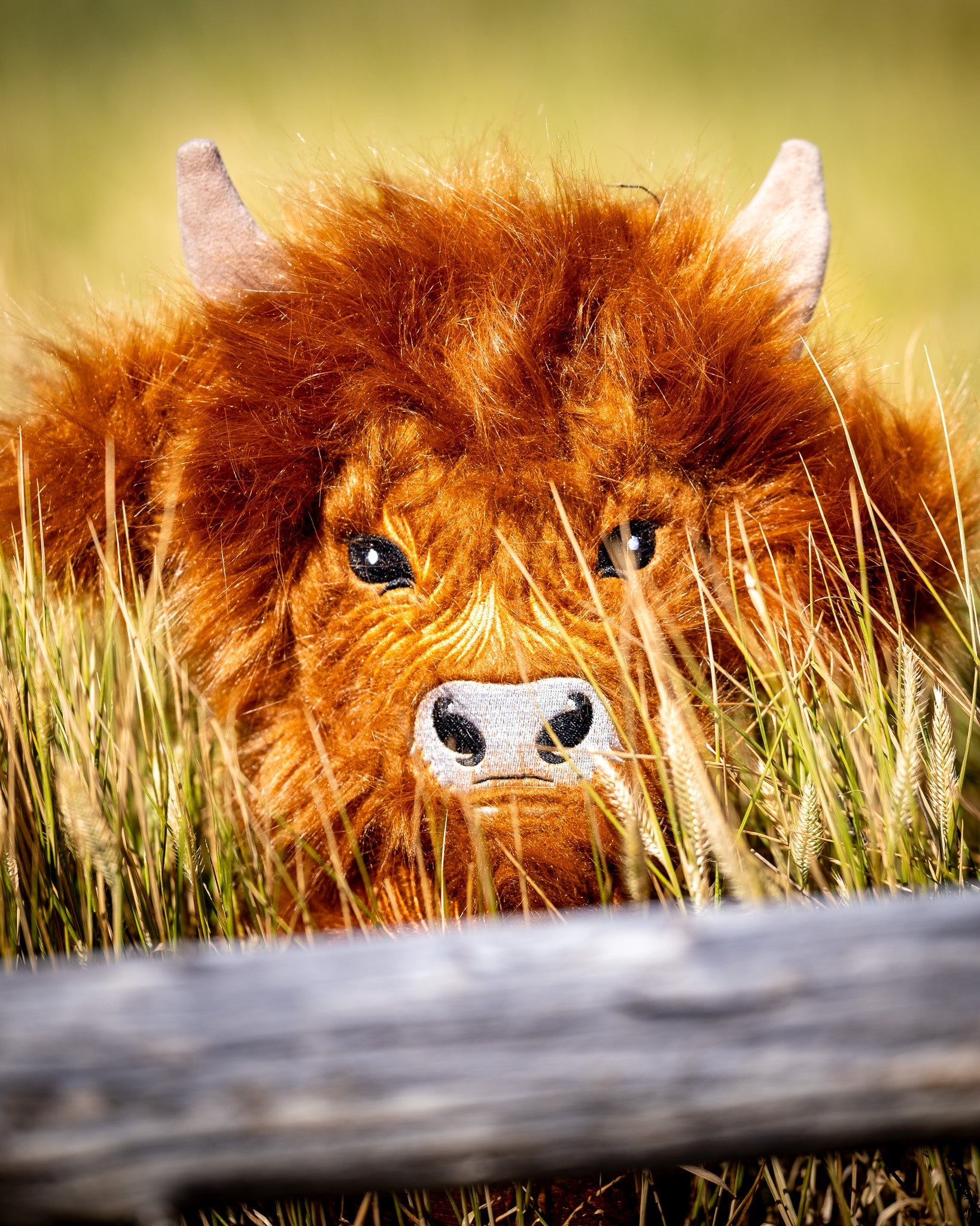 Highland cow driver cover featuring a cute illustration of a Highland cow against a colorful background.